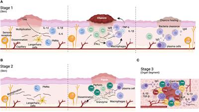 Syphilis vaccine: challenges, controversies and opportunities